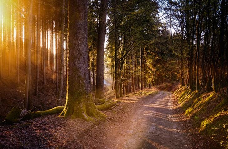 warm white solar path lights