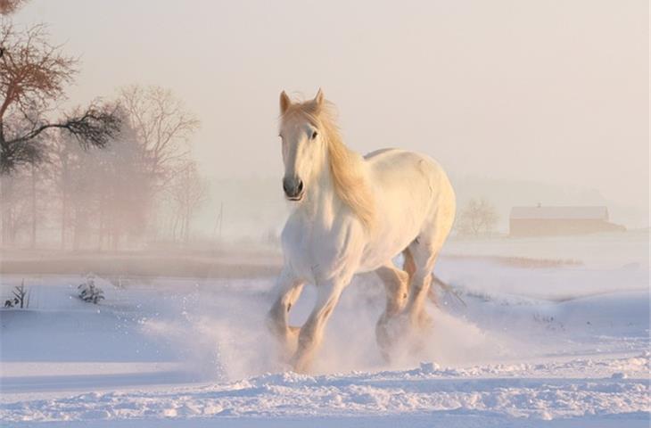 horse solar lights