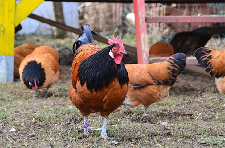 solar powered light for chicken coop