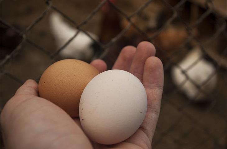 solar powered chicken coop light