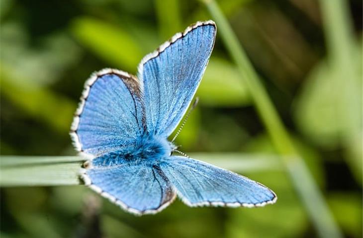 solar light butterfly