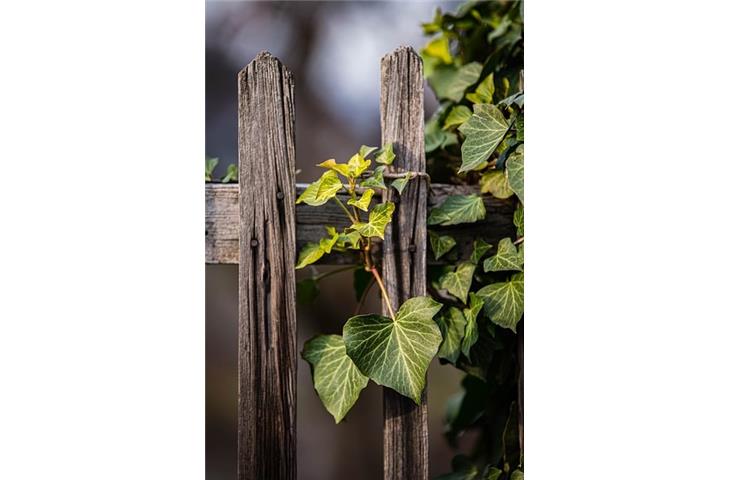 fence solar string lights