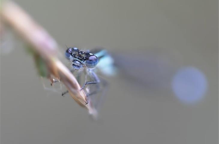 solar dragonfly lights