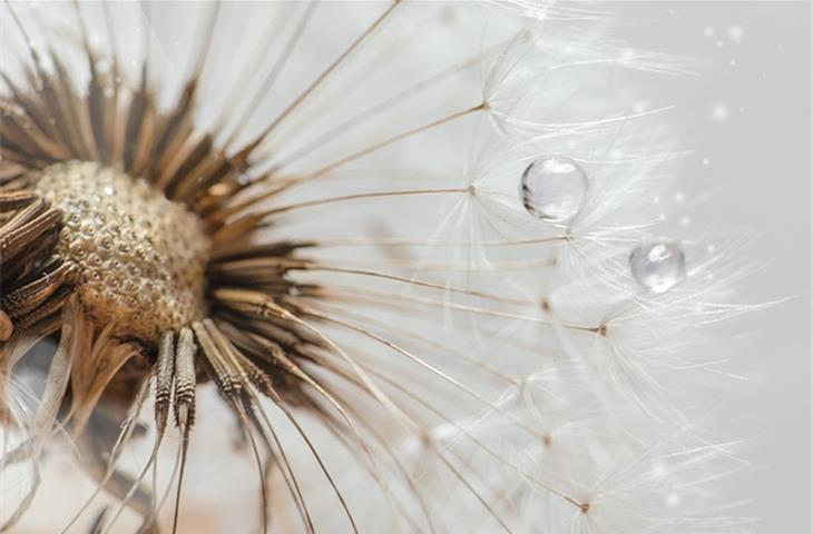 solar dandelion lights