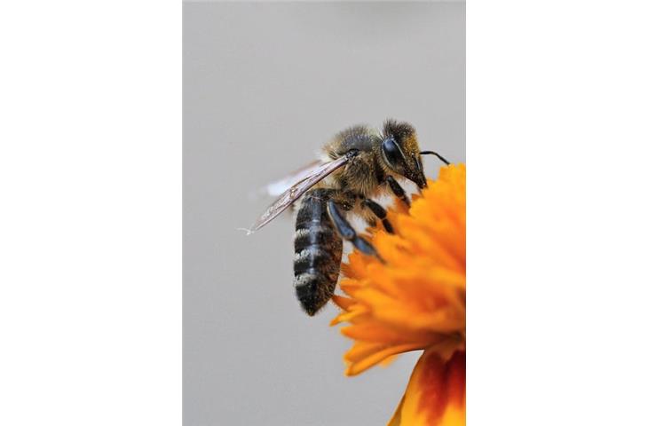 solar bee garden lights