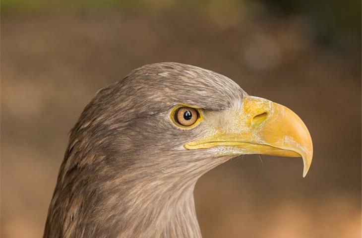 eagle solar light