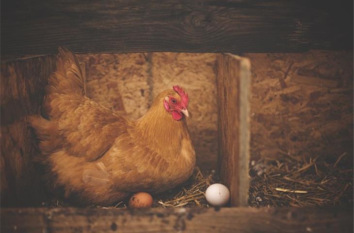 solar powered chicken light