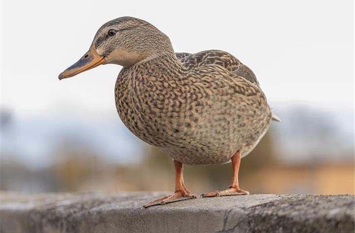 duck solar light