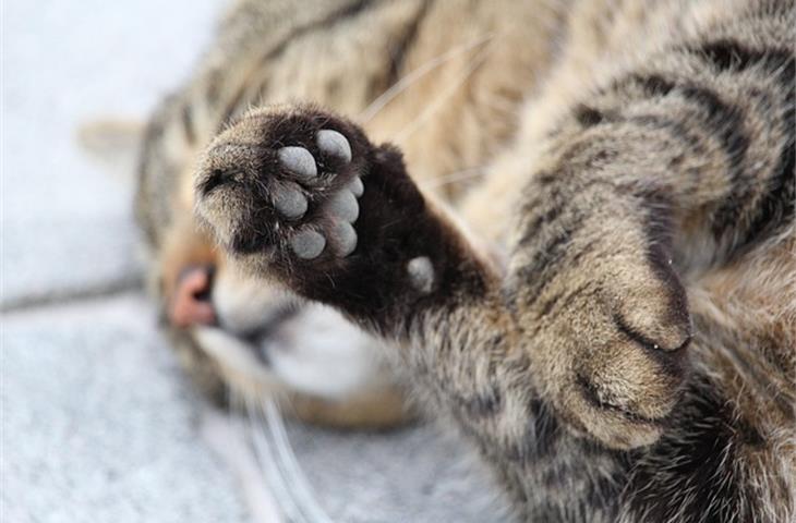 solar powered paw print lights