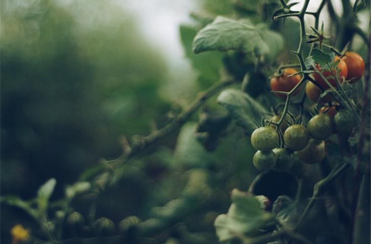 solar vine lights