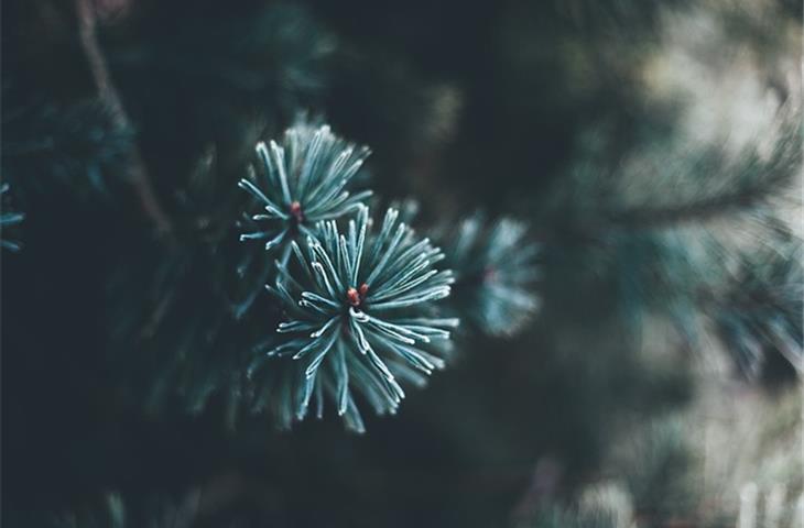 christmas tree with solar lights