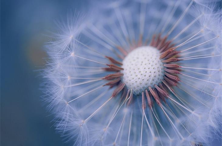 solar dandelion lights