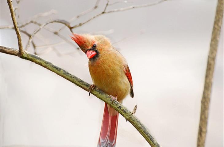 cardinal solar light stake