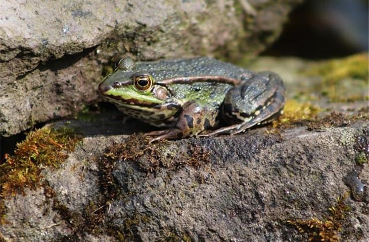 frog solar lights for garden