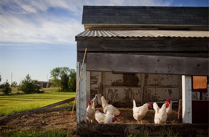 solar light timer chicken coop