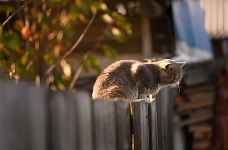 fence cap lights solar