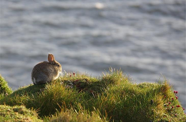 solar light rabbit