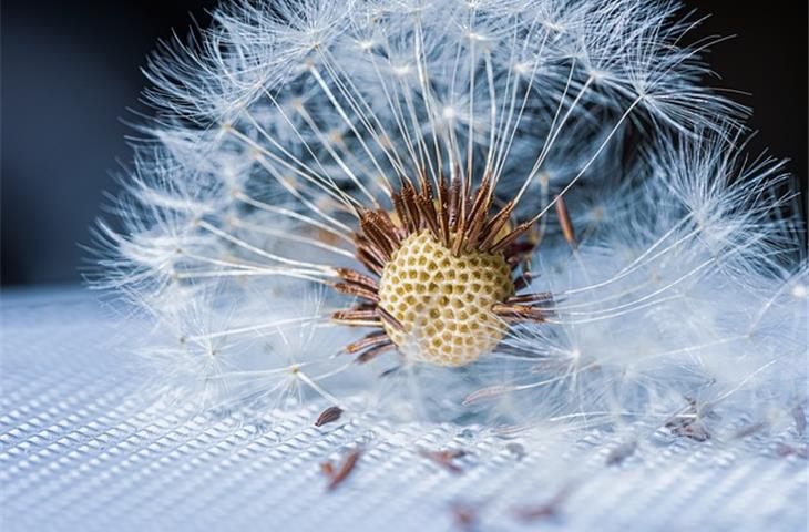 solar dandelion lights