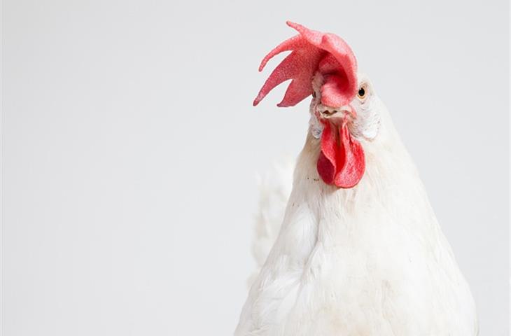 solar powered chicken light