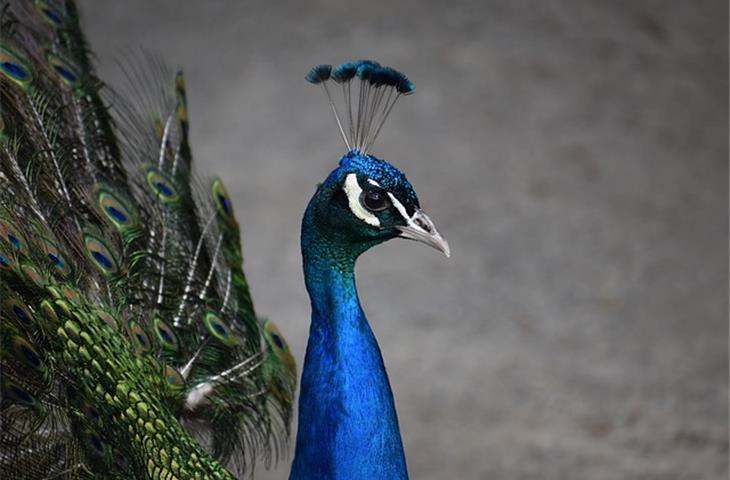 solar powered peacock light