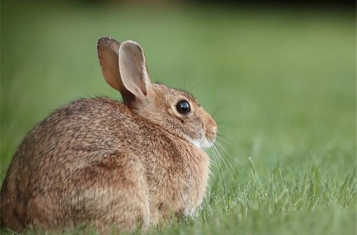 solar light rabbit