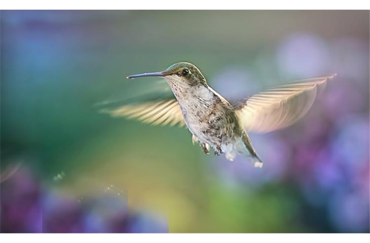 solar lighted hummingbird feeder