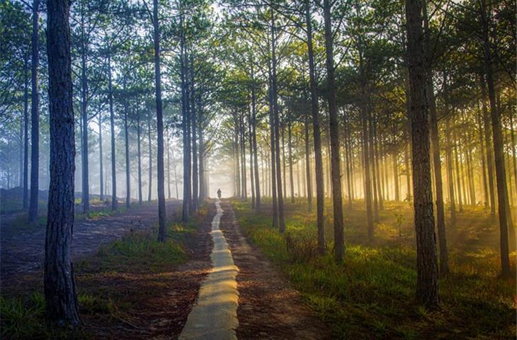 moonrays solar path lights