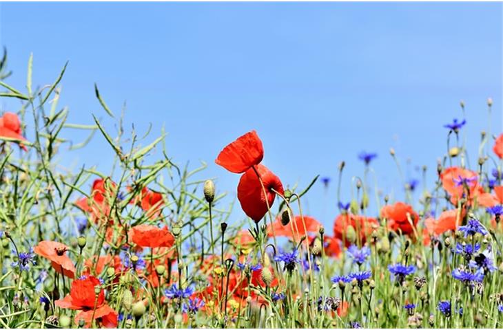 garden meadow solar lights