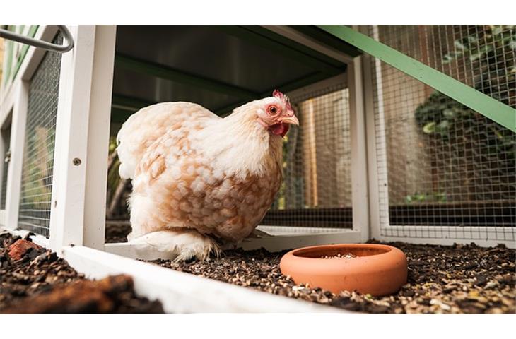 solar powered heat lamp for chicken coop