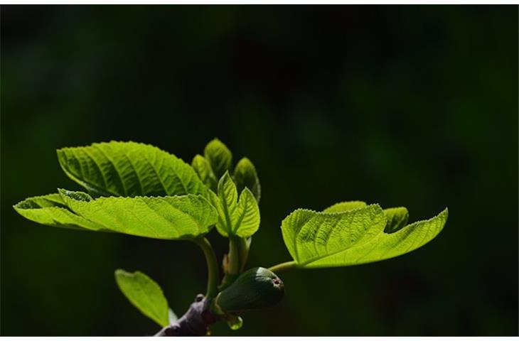 solar grow lights