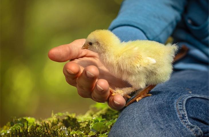 solar chicken heat lamp