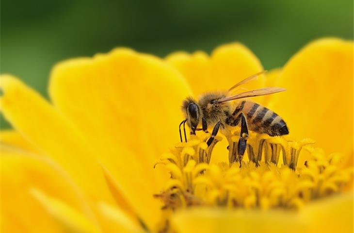 solar bee garden lights