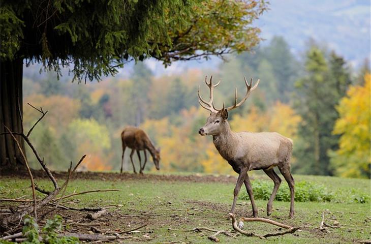 solar deer light