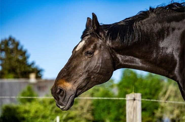 horse solar lights