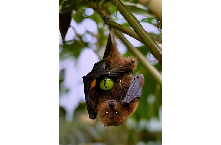 bat solar lights