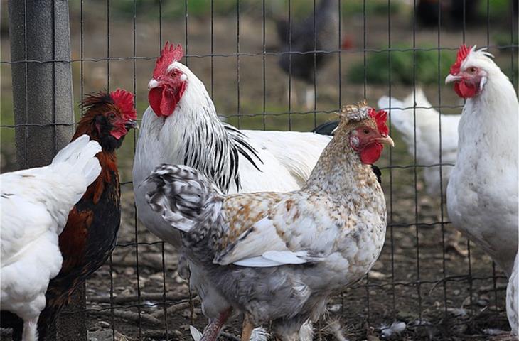 solar powered heat lamp for chicken coop