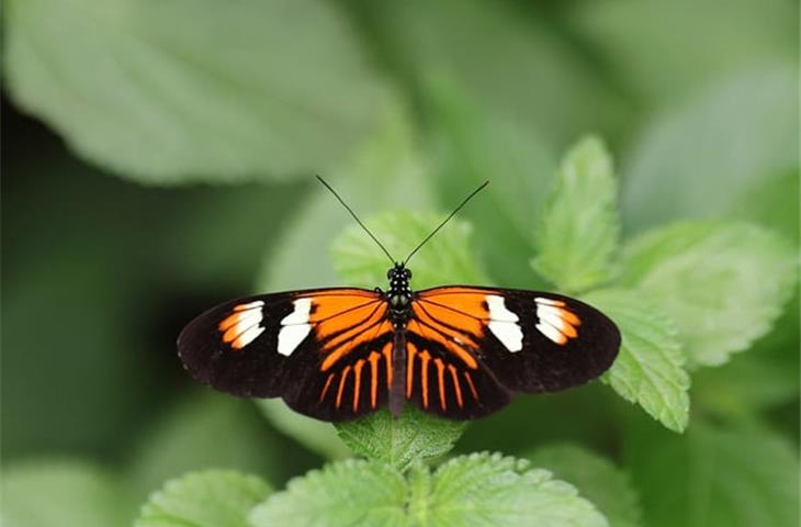 solar butterfly lights