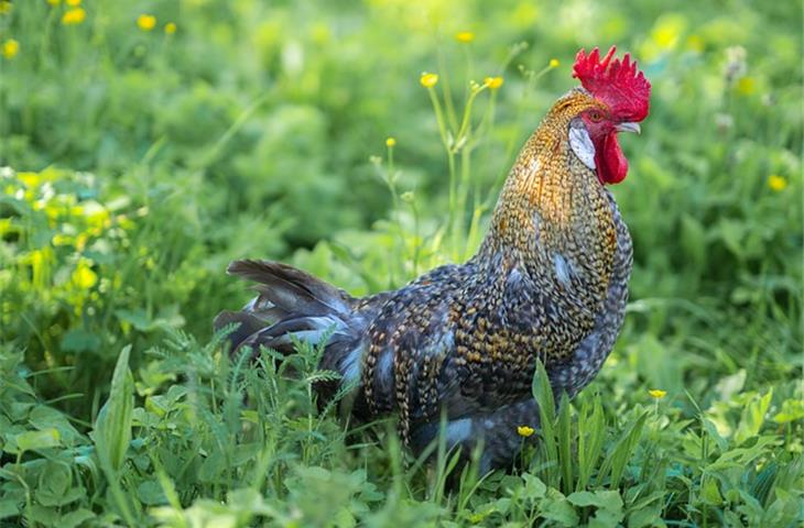 rooster solar light