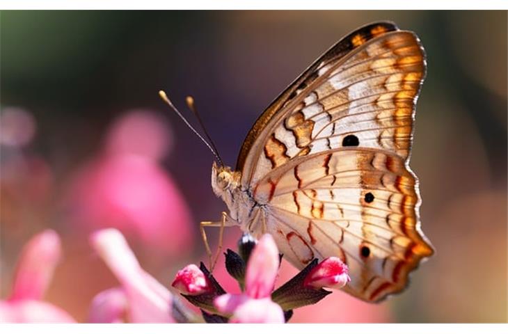 solar butterfly string lights