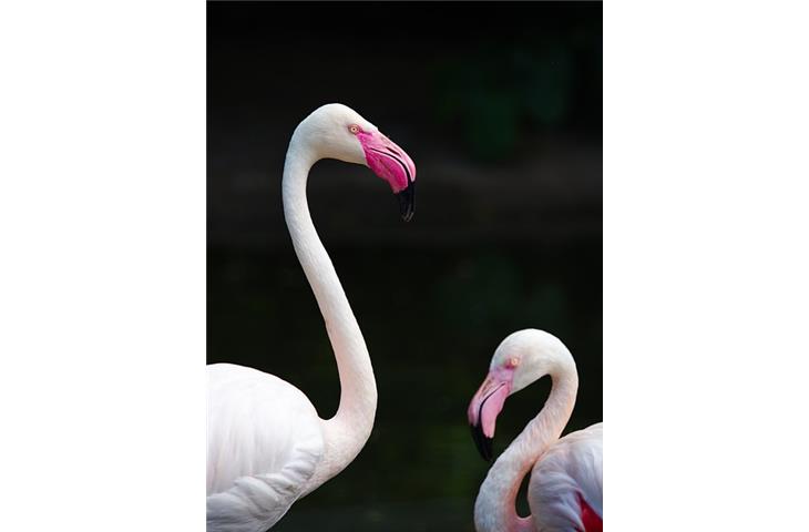 pink flamingo solar lights