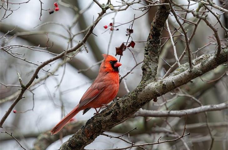 cardinal solar light