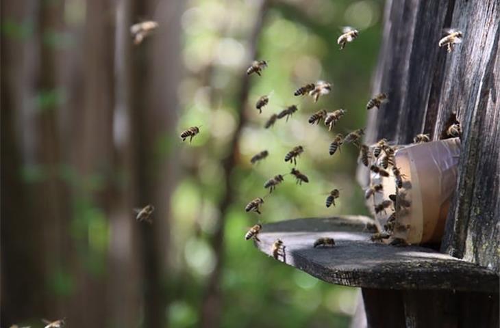 beehive solar lights