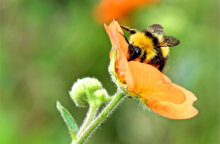 bumble bee solar lights