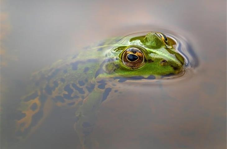 frog solar lights for garden