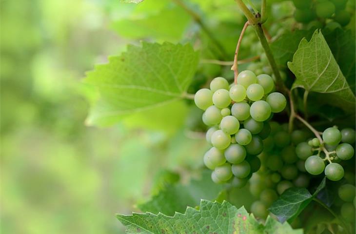 solar vine lights