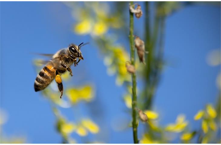 solar bee lights