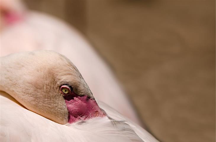 pink flamingo solar lights