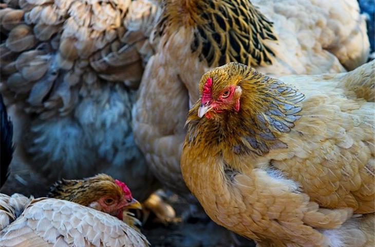 solar powered light for chicken coop