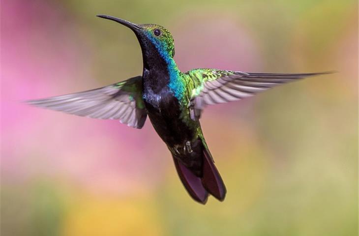 solar light hummingbird feeder