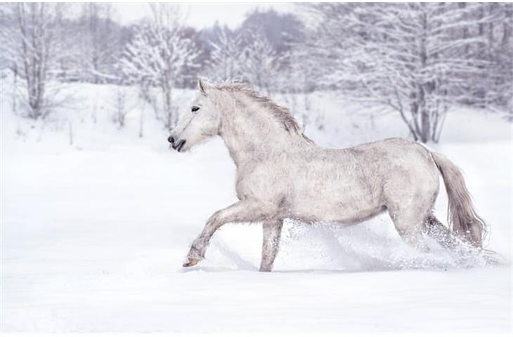 solar horse arena lights